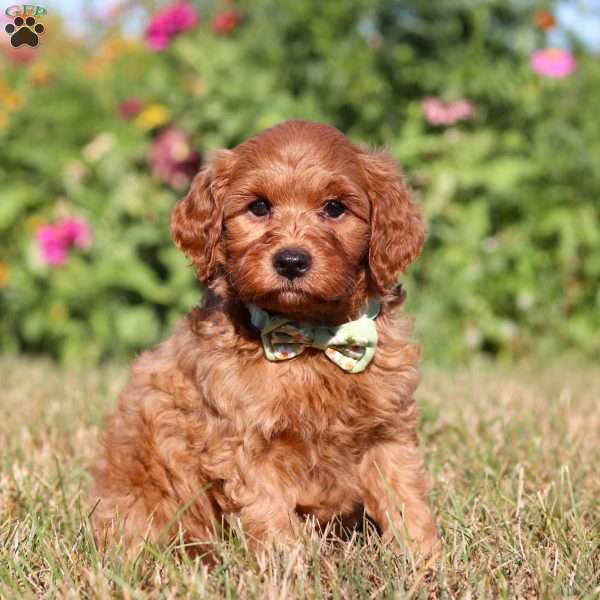 Patrick, Mini Goldendoodle Puppy